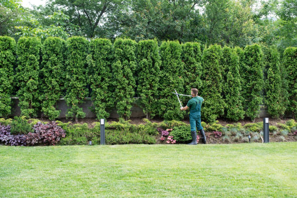 Best Tree Pruning Services  in Butler, OH